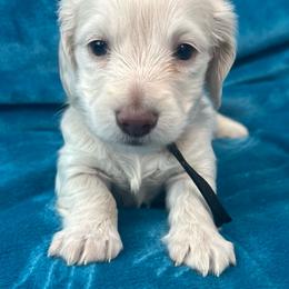 AKC Gatsby - Cream male Dachshund puppy in Memphis, Tennessee from River City Doxies