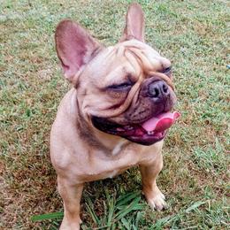 Nala - French Bulldog