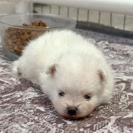 Scout - White male Pomeranian puppy in Edmond, Oklahoma from Okie Poms