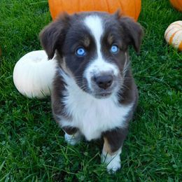 Australian Shepherds and Miniature Australian Shepherds from Schwanke Aussie’s