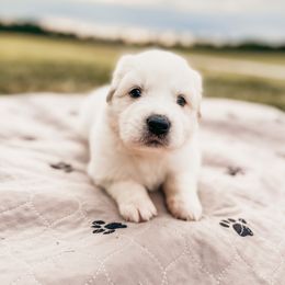 Boy 1 - Great Pyrenees puppy in New Palestine, Indiana from Hitchcock Homestead