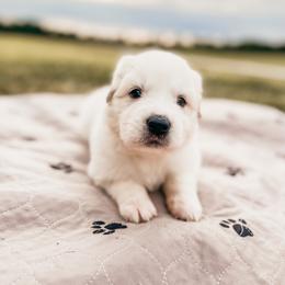 Boy 1 - Great Pyrenees puppy in New Palestine, Indiana from Hitchcock Homestead