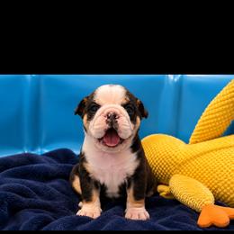 MacGyver - Black tri-color male Bulldog puppy in Marysville, Washington from BulldogWA