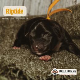 Riptide - Black male Miniature American Shepherd puppy in White City, Oregon from Born Rogue Miniature American Shepherds
