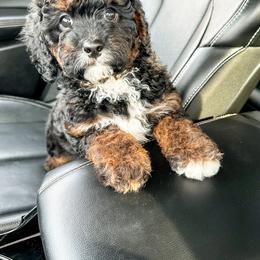 Australian Labradoodle, Bernedoodle, and Cavapoo Puppies from Doodles of Oz
