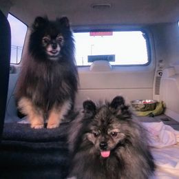 Pomeranians from Panache Pomeranians