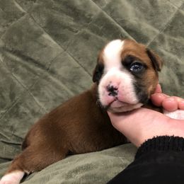 Boxer, Dalmatian, and Rottweiler Puppies from Poconopaws