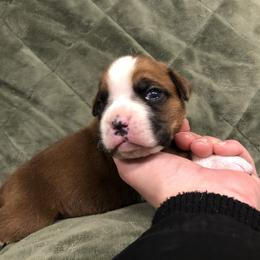 Boxer, Dalmatian, and Rottweiler Puppies from Poconopaws