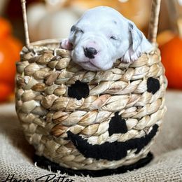 Harry Potter - White and black male Dalmatian puppy in Whitwell, Tennessee from Rock a Dalmatian “RockADal”