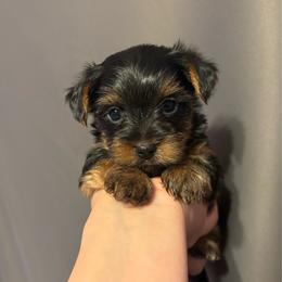 Pumpkin (White collar) - Black and tan male Yorkshire Terrier puppy in Riverbank, California from Yorkie_Wonderland and Stud Services