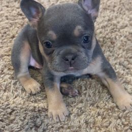 Cinnamon - Blue female French Bulldog puppy in Redmond, Oregon from Ballen Bulldogs