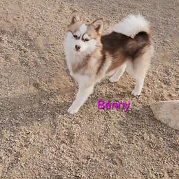 Benny - Red and white female Pomsky puppy in Isanti, Minnesota from Magnum Pomskies