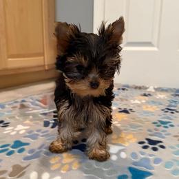 Chikito's Sadie - Black and gold female Yorkshire Terrier puppy in Forest Hill, Maryland from Chikito's Yorkies