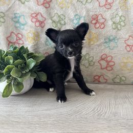 Tortellini - Black and white female Chihuahua puppy in Greenup, Kentucky from KB Chihuahuas