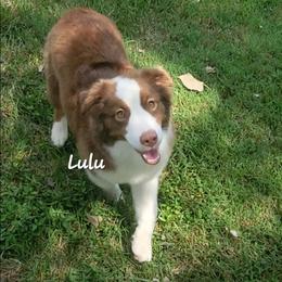 Lulu - Red tri female Miniature Australian Shepherd puppy in Waxhaw, North Carolina from Cane Creek Aussies