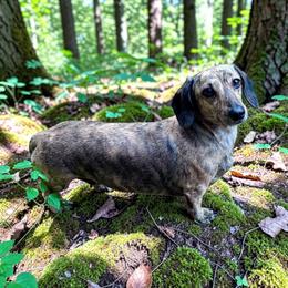 Dixie Doodle - Dachshund