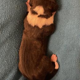 George Straight - Brindle male Boxer puppy in Willard, North Carolina from Boone’s Boxers of North Carolina