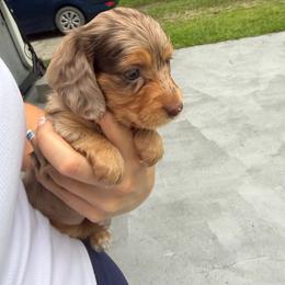 Coco - Dapple female Dachshund puppy in Gainesville, Florida from M & M Dachshunds