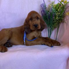 Irish Setter Puppies from Motley Acres Farm