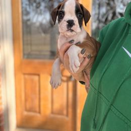 Derek - Fawn male Boxer puppy in Upper Sandusky, Ohio from Rock Run Homestead