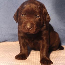 Labrador Retriever Puppies from Rocky Creek Labs