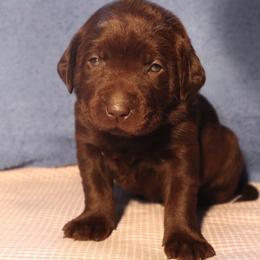 Labrador Retriever Puppies from Rocky Creek Labs