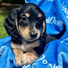 Rey AKC OFA CHIC - Black and cream female Dachshund puppy in El Dorado, Arkansas from LovelylilDoxies