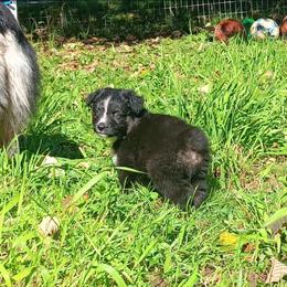 Eric - Black tri-color male Australian Shepherd puppy in Sultan, Washington from Van Huitt Australian Shepherds