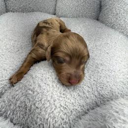 AKC Caramel - Dapple female Dachshund puppy in Laveen, Arizona from Acosta Kennel