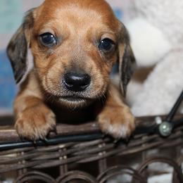 Boy 2 - Red male Dachshund puppy in Craig, Colorado from Rocky Mountain Shih Tzus and Dry Creek Miniature Dachshunds
