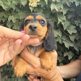 Black and tan longhair female - Black and tan female Dachshund puppy in Manteca, California from Sweet and Low Dachshunds