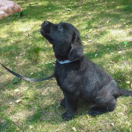 Labrador Retriever Puppies from Kingridge Kennels