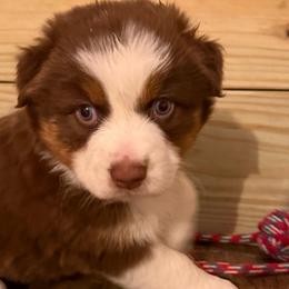 Cocoa - Red tri-color female Australian Shepherd puppy in Holly, Michigan from Groveland's Haus of Aus