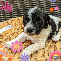 Girl 2 - Black and white Bernedoodle puppy in Ohio from Mini Doodle Buddies