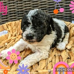 Girl 2 - Black and white Bernedoodle puppy in Ohio from Mini Doodle Buddies