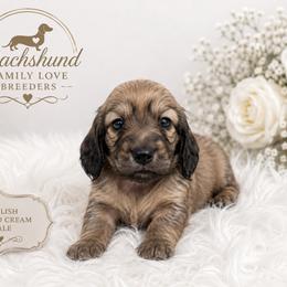 Spirit - Cream male Dachshund puppy in Chino Valley, Arizona from Dachshund Family Love Breeders