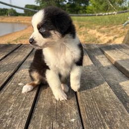 Peanut - Black tri-color female Australian Shepherd puppy in Denton, North Carolina from Double R Farm Aussies