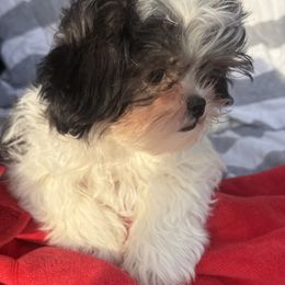 Pollyanna - Black gold and white female Mal-Shi puppy in Calhan, Colorado from Millennium Falcon Kennels