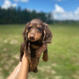 Dachshund Puppies from Suwannee River Doxies