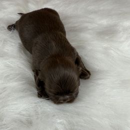 Girl 1 - Chocolate female Shih Tzu puppy in Columbia, Kentucky from Lisa Bandy Shih Tzu