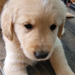 Golden Retriever Puppies from Honey Goldens
