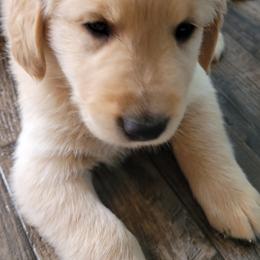 Golden Retriever Puppies from Honey Goldens