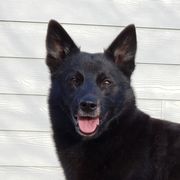 Sirius - Norwegian Buhund