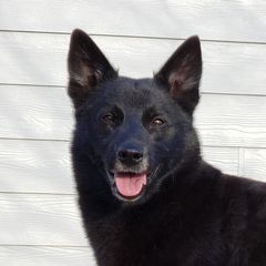 Sirius - Norwegian Buhund