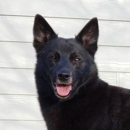 Sirius - Norwegian Buhund