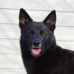 Sirius - Norwegian Buhund