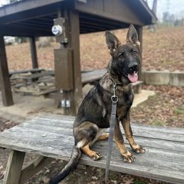 Girl 2 - Sable German Shepherd puppy in Princeton, West Virginia from Bright Haus German Shepherds