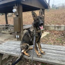 Girl 2 - Sable German Shepherd puppy in Princeton, West Virginia from Bright Haus German Shepherds