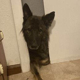 German Shepherds from Stoebear Shepherds