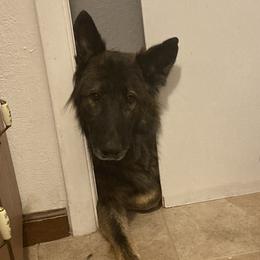 German Shepherds from Stoebear Shepherds
